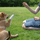 Soins et promenade d'animaux pour personnes d�pendantes