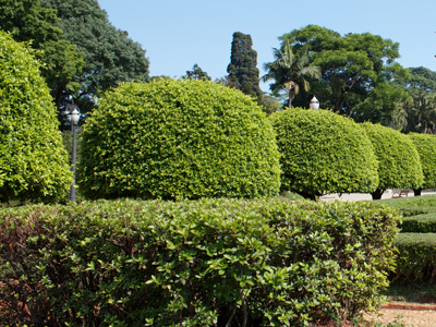 jardin, taille, haie, anglais, ailes