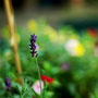 Préparer son jardin pour l'hiver